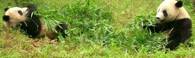 Zwei Pandas knabbern an Bambus in üppigem Grün, ein Symbol für natürliche, gesunde Ernährung.