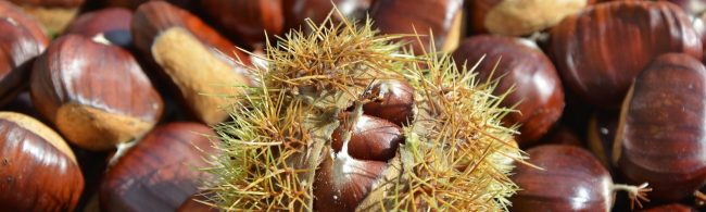 Gesunde Kastanienfrüchte, ideal für Fitness-Ernährung und Snacks.