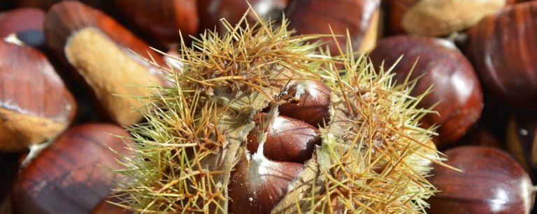 Gesunde Kastanienfrüchte, ideal für Fitness-Ernährung und Snacks.