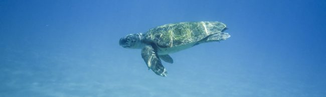Süßwasserschildkröte schwimmt im tiefblauen Ozean.