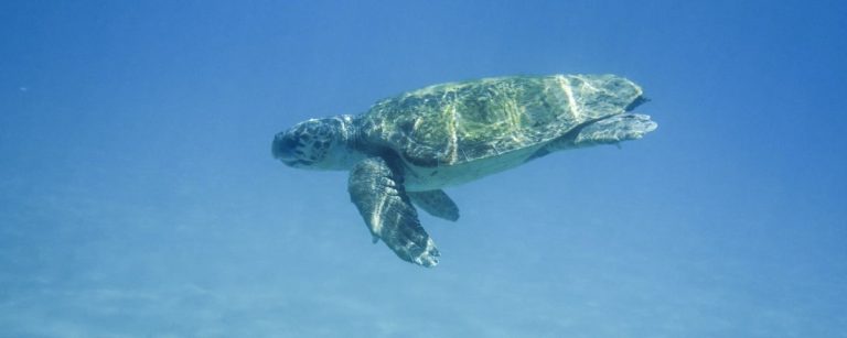 Süßwasserschildkröte schwimmt im tiefblauen Ozean.