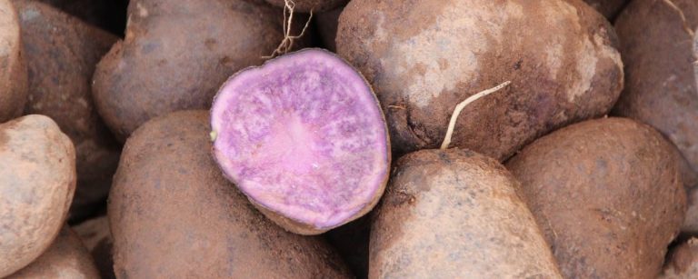 Purple potatoes, packed with antioxidants for your fitness journey.