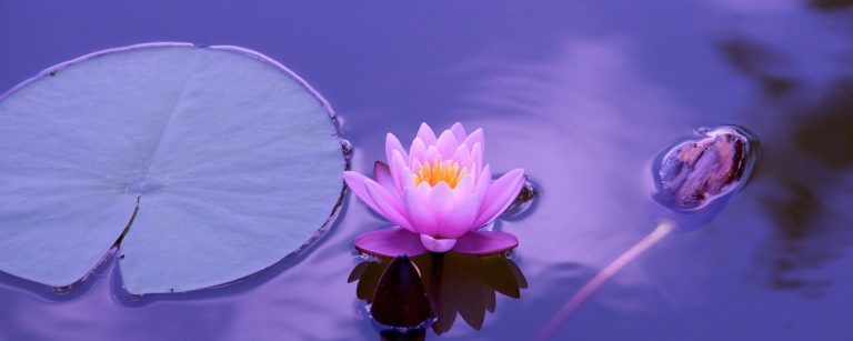 Pinke Seerose und Seerosenblatt im Wasser – Vitalität für Fitness-Ernährung.