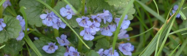 Blauer Gundermann im Gras – natürlich gut für Ihre Fitnessernährung.