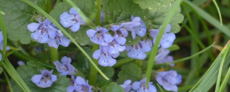 Blauer Gundermann im Gras – natürlich gut für Ihre Fitnessernährung.