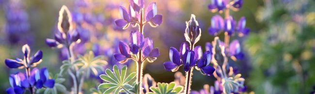 Lupinen vor der Sonne in leuchtendem Lila – Energie für dein Training!