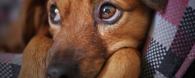Brauner Hund liegt auf einer karierten Decke.