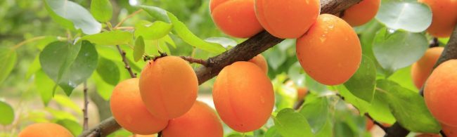 Frische, saftige Aprikosen am Baum – perfekt für die gesunde Ernährung und Fitness.