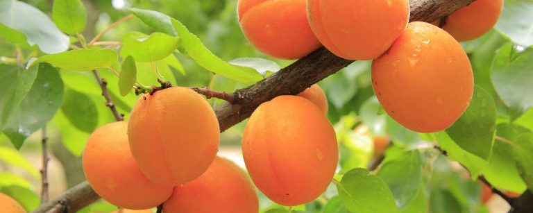 Frische, saftige Aprikosen am Baum – perfekt für die gesunde Ernährung und Fitness.