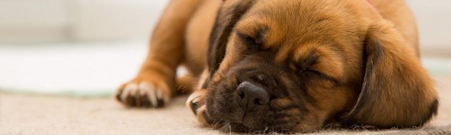 Schlafender Hund, ideal für Erholung nach dem Training. Muskelaufbau mit passender Ernährung.