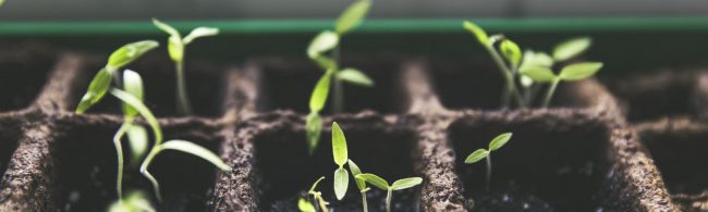 Gesunde Sprossen, die Wachstum und Vitalität für Fitness-Ernährung symbolisieren.