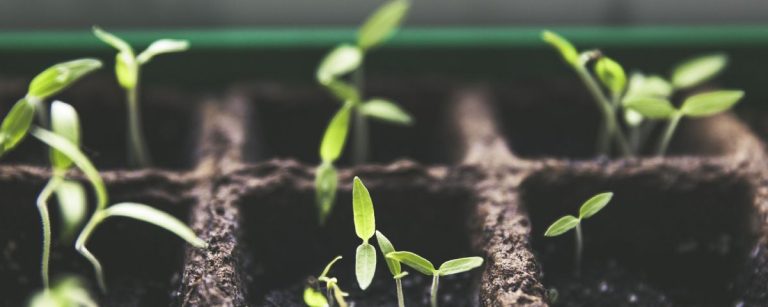 Gesunde Sprossen, die Wachstum und Vitalität für Fitness-Ernährung symbolisieren.