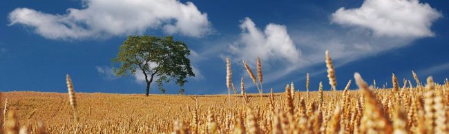 Golden wheat field with a lone tree under a blue sky, symbolizing healthy growth and natural ingredients for fitness nutrition.