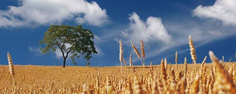 Golden wheat field with a lone tree under a blue sky, symbolizing healthy growth and natural ingredients for fitness nutrition.