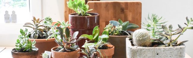 Verschiedene Sukkulenten und Kakteen in Töpfen, ideal für die Gesundheit und Ernährung.