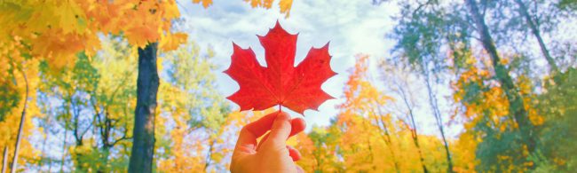 Autumn forest trail in the Netherlands with golden beech leaves covering the path and soft sunlight filtering through the trees.